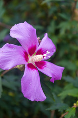 Bright Hibiscus flower blooming in the tropical garden, in soft focus on natural green bokeh background