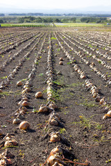 玉葱収穫、長沼町