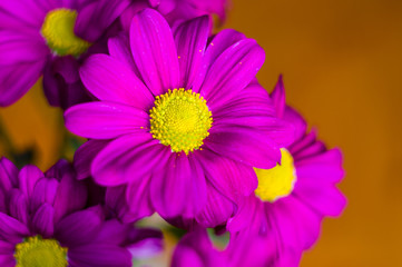 Fototapeta premium Beautiful bright purple and yellow chrysanthemum flowers, selective focus, macro