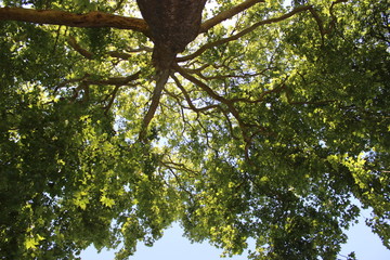 Green Afternoon