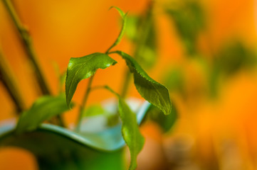 Willow branches with fresh green leaves in a vase