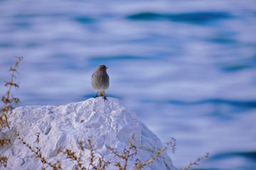 Beautiful bird sitting on a rock by the sea 