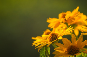 bouquet of bright yellow flowers Heliopsis helianthoides