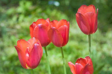 Red tulips