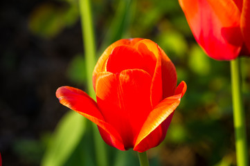 colorful tulips in early spring in the garden