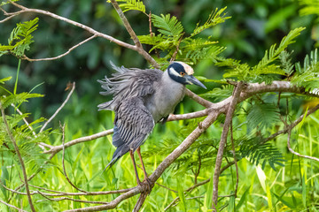 yellow-crowned night heron, Nyctanassa violacea, heron in Costa Rica