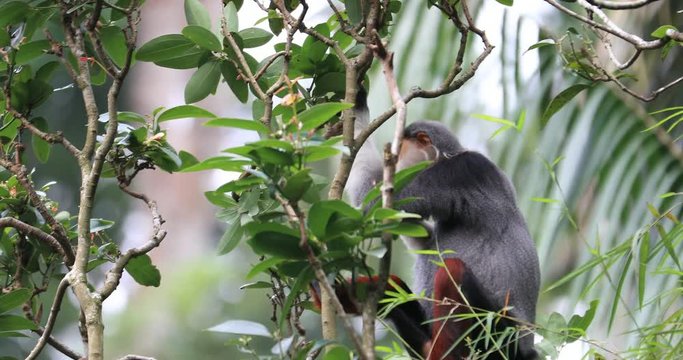 Red-shanked Langur wild monkey in forest canopy of evergreen jungle of Vietnam