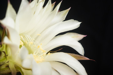 Fototapeta premium Cactus echinopsis tubiflora, selective focus, close up