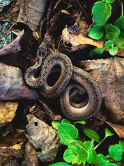 Snake in Leaves