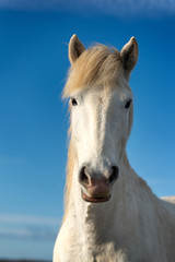 Fototapeta na wymiar White horse in Camargue