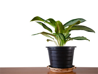 Aglaonema sp ,  Chinese evergreens tree.(This has clipping path)