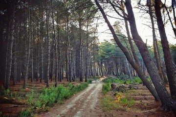road in the forest