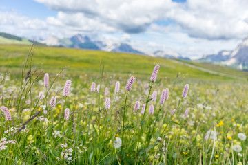 Fototapeta premium Alpe di Siusi, Seiser Alm with Sassolungo Langkofel Dolomite, a close up of a flower field