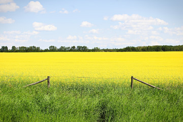 View of fence and a yellow canola field against a blue sky