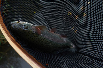 Rainbow In the Net