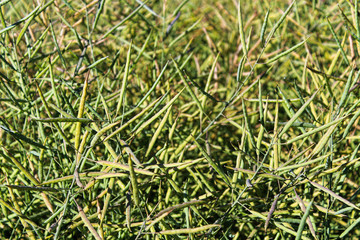 Closeup of green rapeseed pods in the field