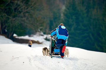 Sportsman musher runs dog sled on a sunny day on snow in the winter competition race in Tusnad, Romania