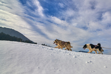 Sportsman musher runs dog sled on a sunny day on snow in the winter competition race in Tusnad,...