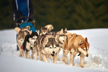 Sportsman musher runs dog sled on a sunny day on snow in the winter competition race in Tusnad,...