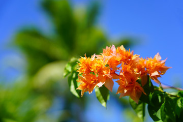 Double bloom flowers of a tropical Bougainvillea vine Bora Bora, French Polynesia