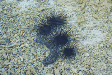 Underwater view of black sea urchin with long spikes in the Bora Bora lagoon in French Polynesia