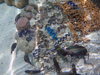 Underwater view of a Giant Clam (Tridacna Gigas) with blue lips in the Bora Bora lagoon, French Polynesia