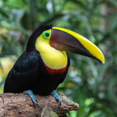 chestnut-mandibled toucan, Ramphastos ambiguus swainsonii, colorful bird perched on a branch in Costa Rica