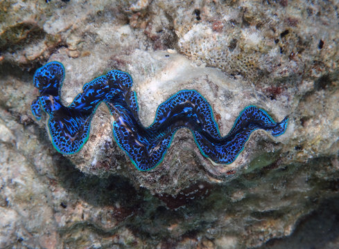 Underwater view of a Giant Clam (Tridacna Gigas) with blue lips in the Bora Bora lagoon, French Polynesia