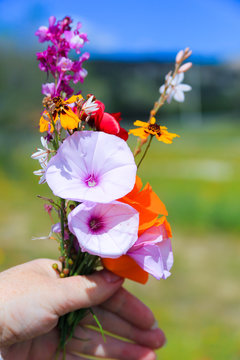 Bouquet of wild flowers in hand against the blue sky