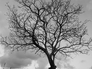 silhouette of a tree