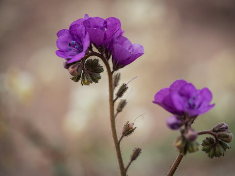 Purple flower clusters standing tall in the desert with soft, romantic focus and room for copy