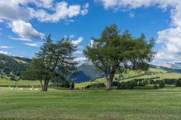 Fototapeta premium Alpe di Siusi, Seiser Alm with Sassolungo Langkofel Dolomite, a large green field with trees in the background