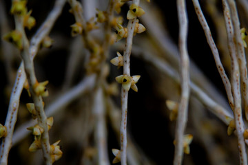 close up from exotic white buds