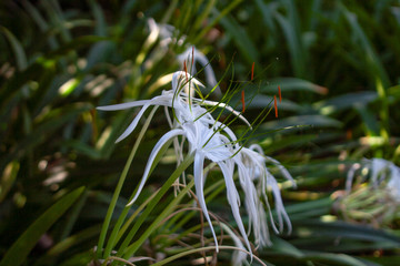 close up from exotic beach spider lily