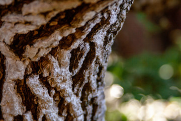 close up from structural tree bark