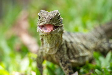 Obraz premium Eastern Water Dragon
