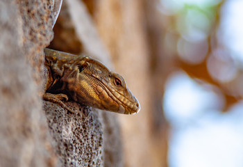 close up from a exotic lizard look out of a wall