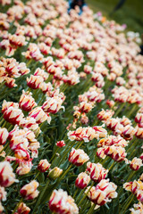 Obraz premium A field of white and red tulips in Holland Michigan