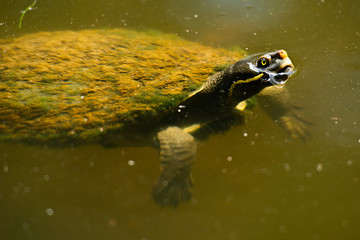 Australian freshwater turtle