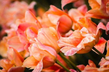 Orange tulips in bloom on windmill island during the tulip festival in Holland Michigan