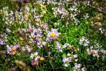 Close up on a portion of the meadow of the Alps full of wildflowers