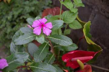 plants in the garden