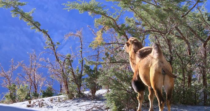 Camel eats tree leaves at hot summer day in desert oasis. Ladakh, Himalaya, Nubra Valley