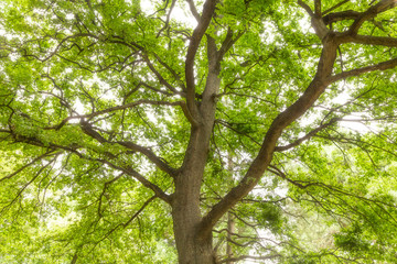 tree with green leaves