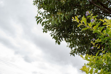 Fototapeta premium plants in the garden