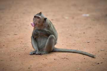 Wild macaque monkey tasting and eating an ice cream taken from a tourist in Angkor Wat, Cambodia