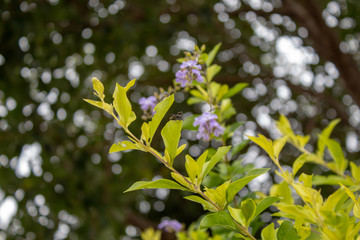 plants in the garden