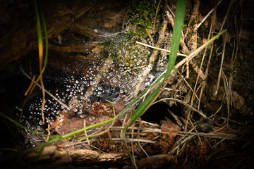 Dew drops on a spider web inside a hollow trunk. Blades of grass around the image