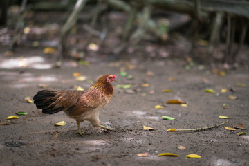 Vietnamese Chicken (Ga Noi) in Vietnam