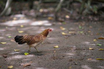 Vietnamese Chicken (Ga Noi) in Vietnam
